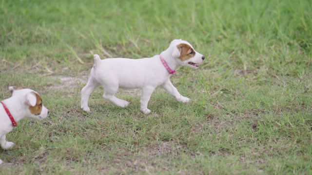 Panning shot of two Jack Russell Terrier puppies running on the grass near the rice field