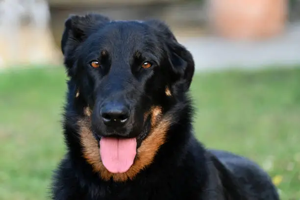 Close-up portrait of three years old French Beauceron bitch (sheep dog from Beauce or Bas Rouge)