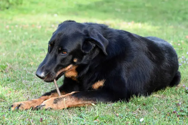 Portrait of three years old French Beauceron bitch (sheep dog from Beauce or Bas Rouge) lying on lawn and chewing a stick