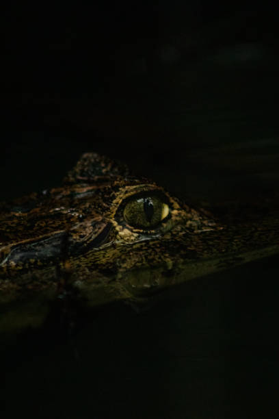 istock Caiman head in the water 1597963789