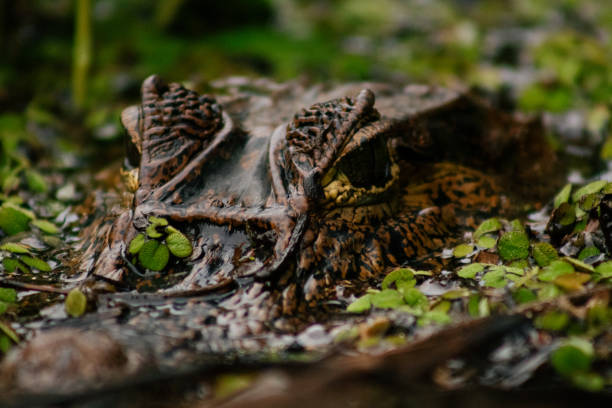 istock Caiman head in the water 1597965482