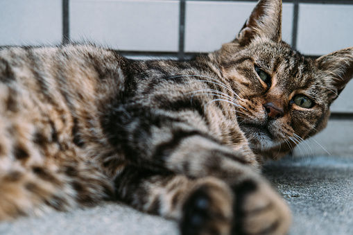 Image of a tabby cat relaxing and lying down