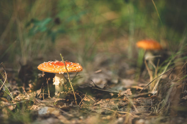 Beautiful red fly agaric in the forest. Close, macro