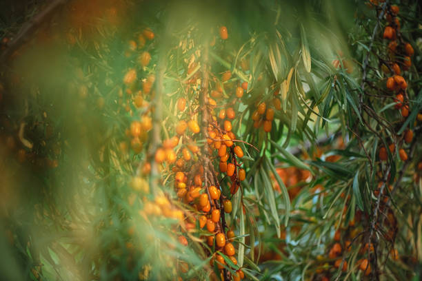 Orange sea buckthorn berries on a tree