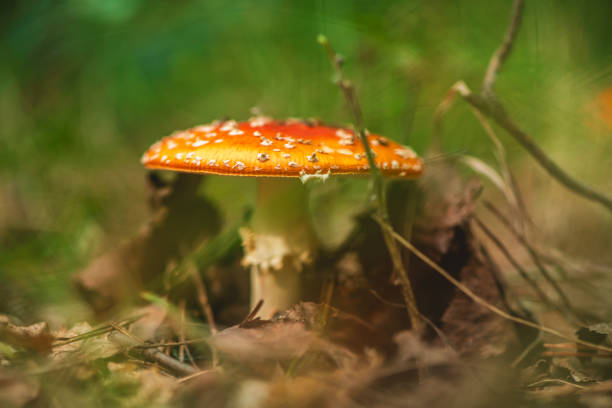 Beautiful red fly agaric in the forest. Close, macro
