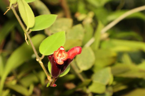 istock Nice jungle cavedishia cultivar plant 1597993507