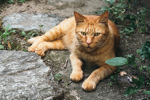 Image of an orange tabby cat relaxing next to stepping stones
