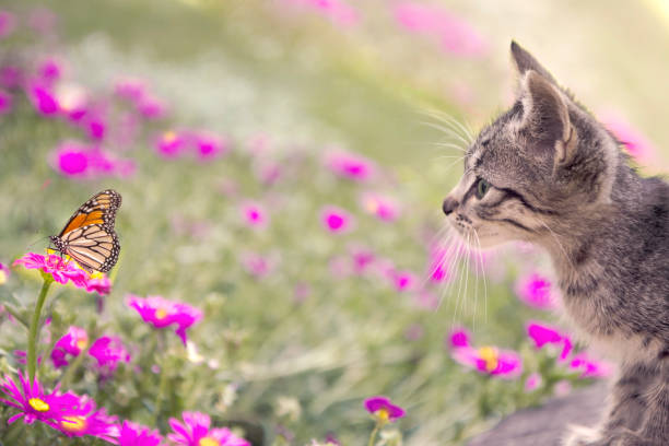 istock small domestic kitten looking at butterfly 1598036115