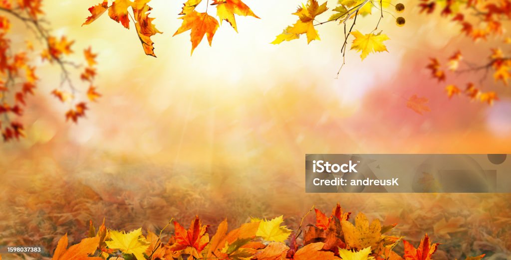 orange fall  leaves, autumn natural background with maple trees, autumnal landscape Autumn Stock Photo
