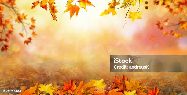 Orange Fall Leaves Autumn Natural Background With Maple Trees Autumnal Landscape Stock Photo - Download Image Now