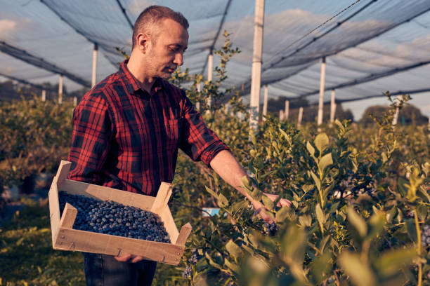 istock Farmer with fresh blueberries on a farm. 1598061361