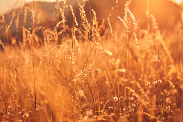 istock Summertime golden colors on a meadow. 1598076401