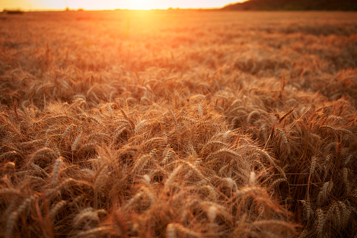 Wheat field in golden hour time.