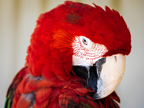 close-up of a great green macaw (Ara ambiguus) also known as Buffon's macaw or great military macaw with food in beak