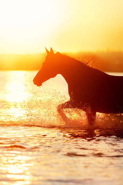 istock Horse run in water in sunset light 1598100675