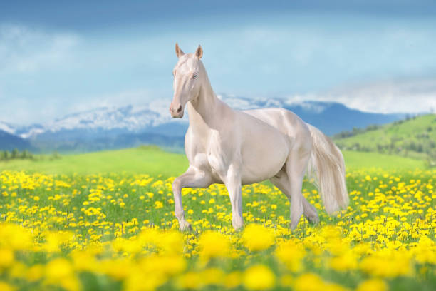 istock Teke horse free run in flowers 1598100687