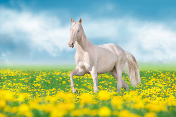 istock Teke horse free run in flowers 1598100689