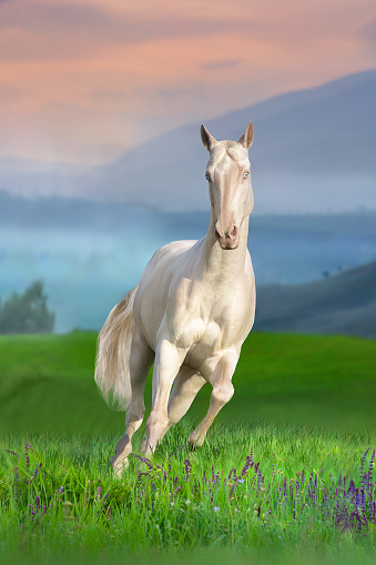 Teke horse with Rosy pink skin and blue eyes free run in meadow against mountain view