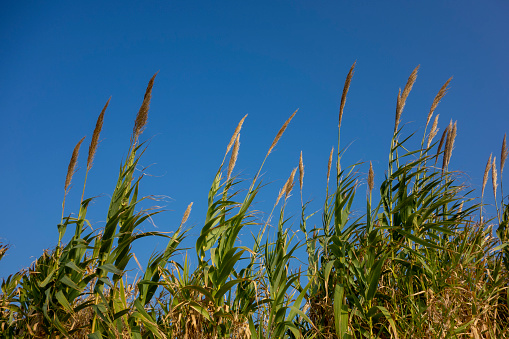 Reeds and sky