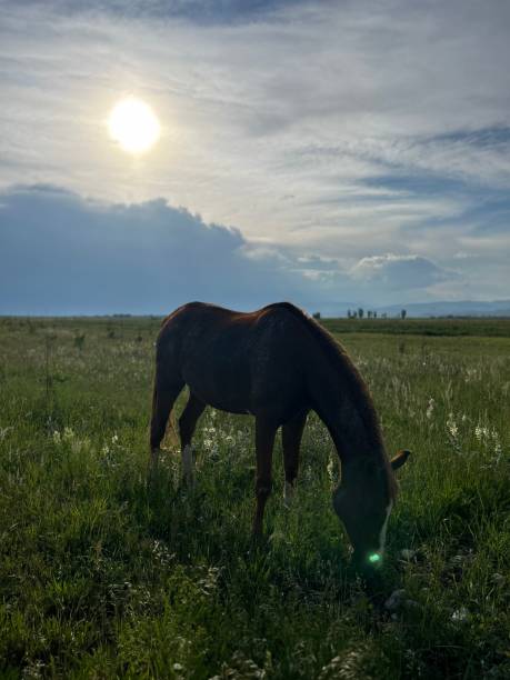 istock horse in the meadow 1598128353