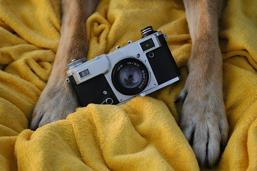 Red paws of a dog on a yellow plaid with a retro photo camera. Vintage camera and German Shepherd professional photographer. Close-up view. Vintage film photography equipment