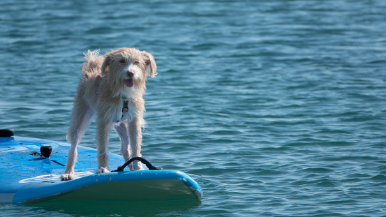 A Portuguese Podengo dog on a surfboard surfing happily