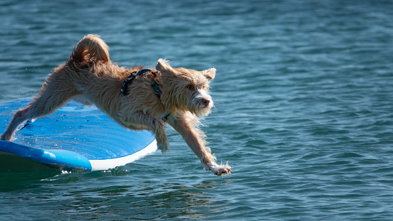 A Portuguese Podengo dog on a surfboard jumping to the sea