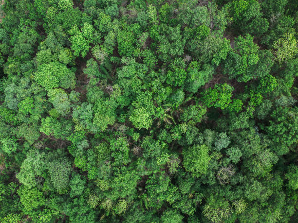 istock Topview green forest on the world. Ecosystem ecology healthy environment. Natural background. 1598148413