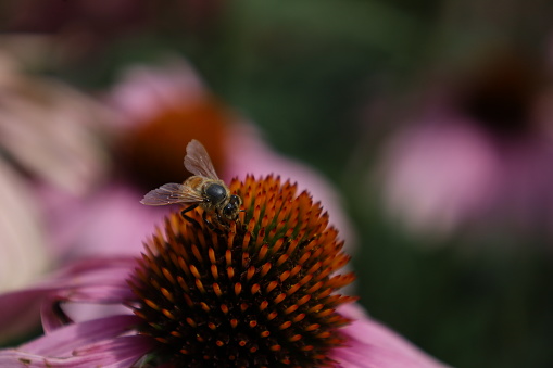 Alfalfa leafcutting bee (Megachile rotundata), insect collects nectar on echinacea flower