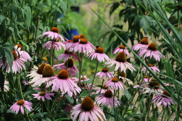 istock Collection Of Pink Flowers 1598149575