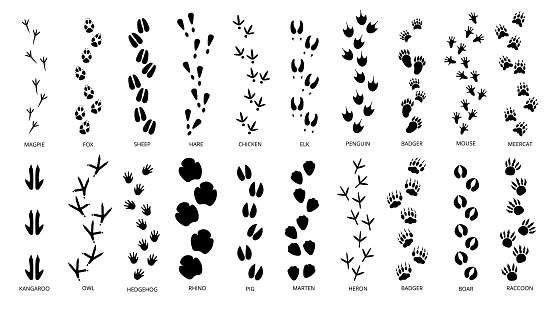 Animals footprints tracks black silhouettes. Pawprints, isolated animal footprint. Pets footsteps, different wild character foot step decent vector set of animal track silhouette illustration