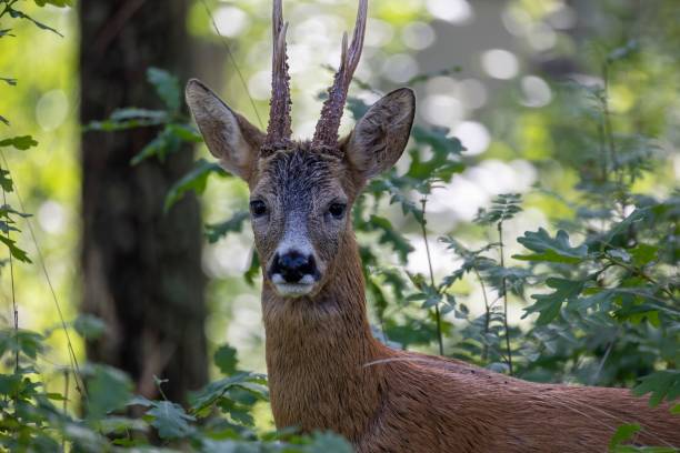 istock Deer standing amidst tall trees and looking directly at the camera. 1598169059