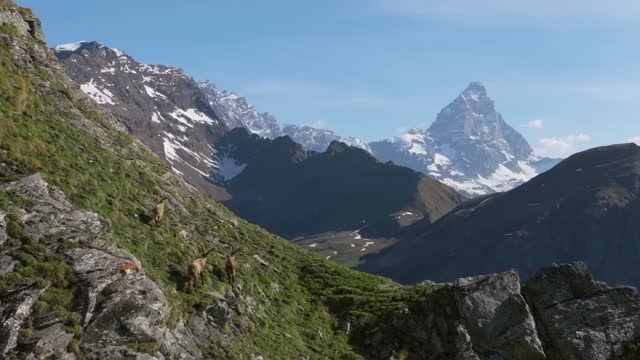 Ibex (steinbock or rock goat) wildlife group on Italian Alps, Matterhorn on background
