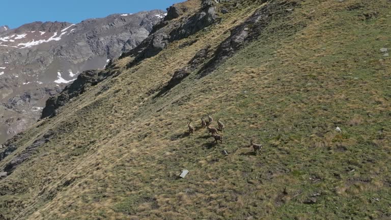 Ibex (steinbock or rock goat) wildlife group on Italian Alps