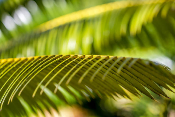 istock Close-Up of Palm Leaf as green textured, tropical background 1598190894