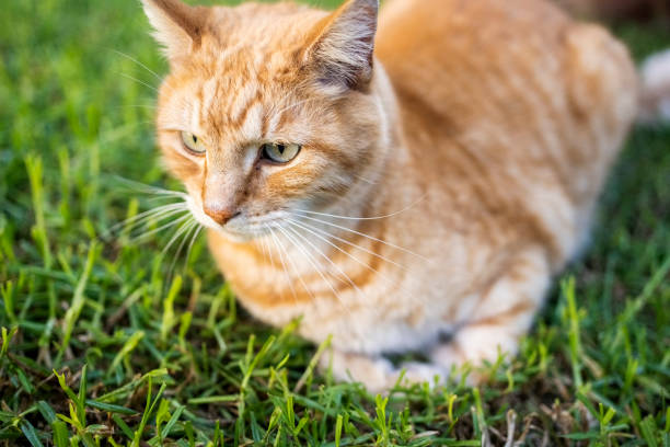 istock Cute little pet cat sitting on grass 1598193628