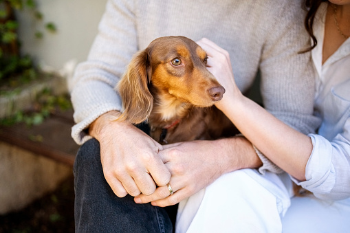 Close-up of a cute brown puppy on lap of a his owner with woman sitting by petting his head