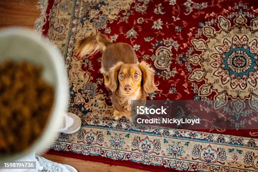 istock Cute puppy sitting obediently and waiting to be fed from its owner at home 1598194736