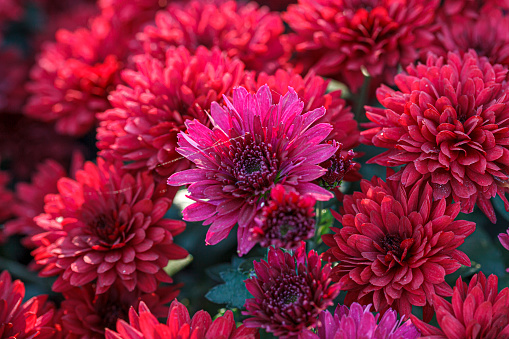 beautiful bushes of chrysanthemum flowers red colors close up