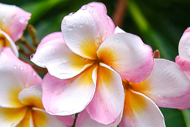 Dream Palette: The White, Orange and Pink Franjipani Flower stock photo