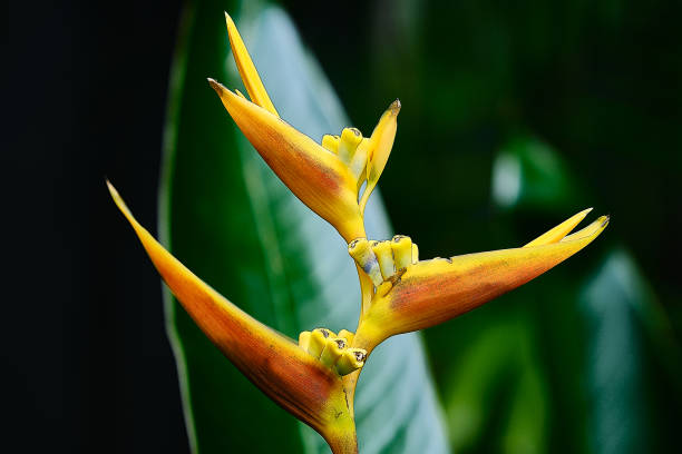 Tropical Bursts: The Dazzling Orange Exotic Flower stock photo