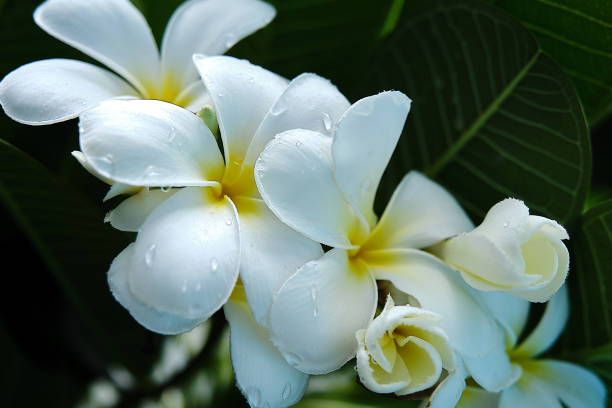 Uncluttered Elegance: The White Franjipani Flower stock photo