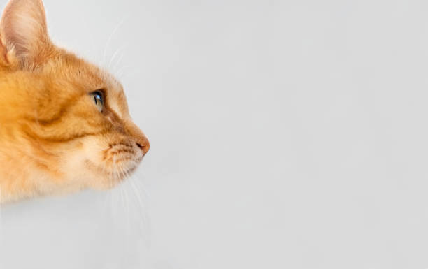 Close-up of a cute orange cat at home