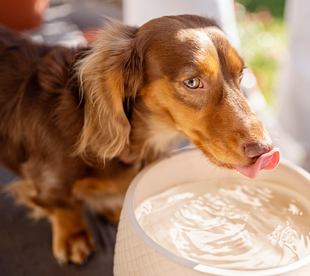 Cute brown dachshund puppy drinking water from big bowl at home