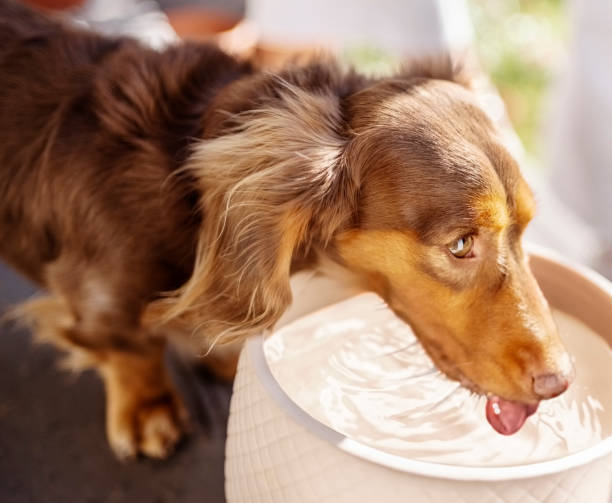 istock Brown dachshund puppy drinking water 1598196379