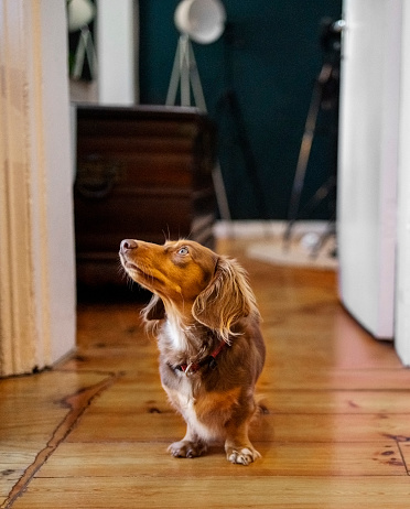 Cute brown dachshund puppy walking in corridor at home and looking away