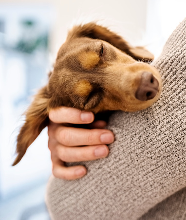 Close-up of a brown pet dog sleeping in arms of his owner at home