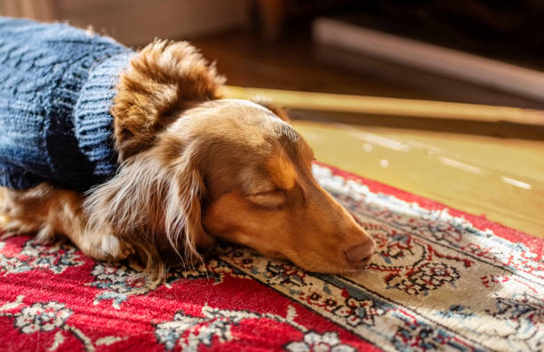istock Brown dachshund dog sleeping on floor at home 1598199128