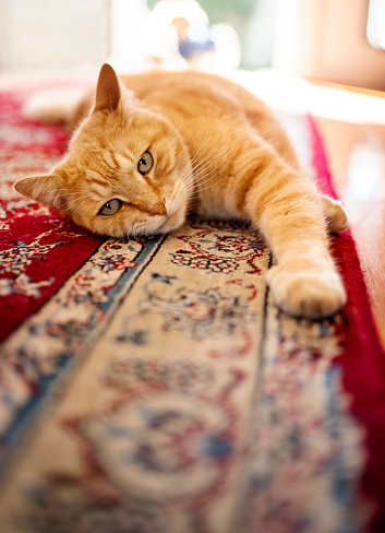 Portrait of tabby cat looking sleepy while lying on floor at home