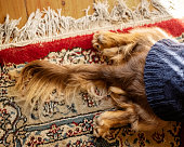 Brown dachshund puppy in black knitted jumper lying on carpet
